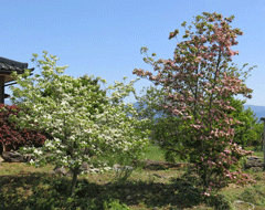 �n�i�~�Y�L