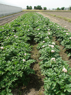 ���Ⴊ����