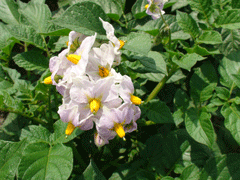 �W���K�C���̉�